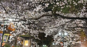 4月のショールームお茶菓子①